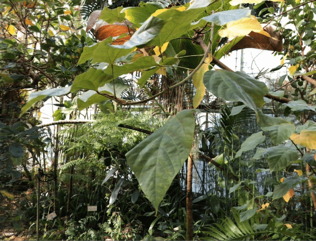 leaves